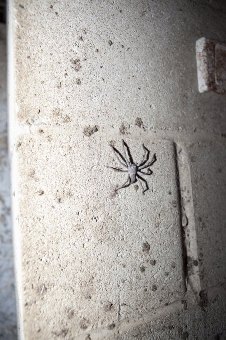 Spider on wall of farrowing shed