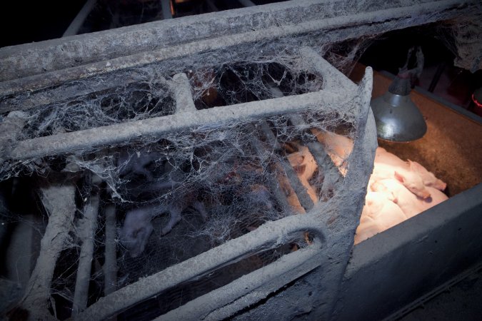 Farrowing crate covered in cobwebs