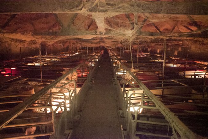 Looking down aisle of farrowing shed