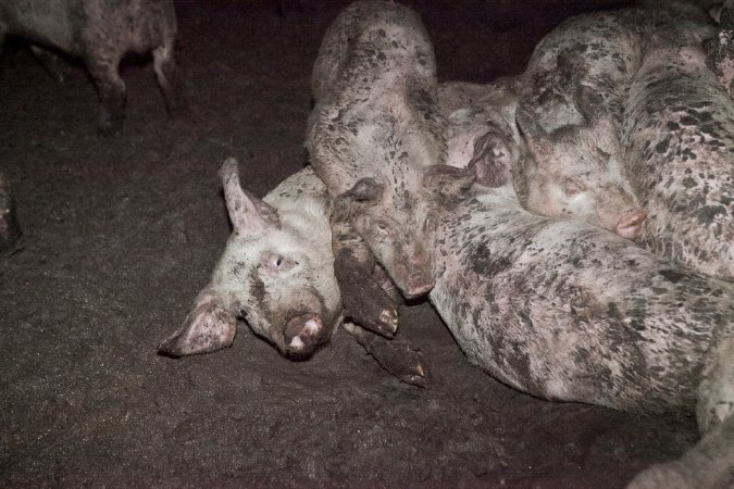 Grower pigs sleeping in excrement