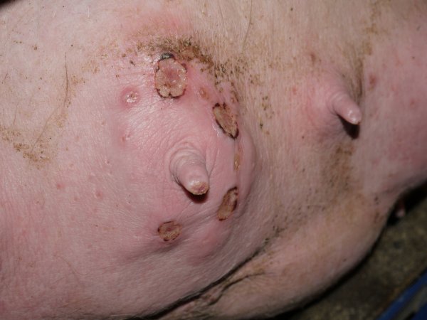Sow with injuries on teat