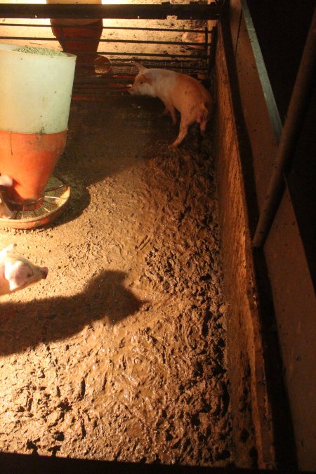 Weaner pigs living in excrement