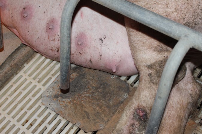 Sow with leg wound and possible mastitis
