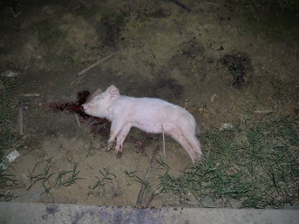Dead weaner pig outside
