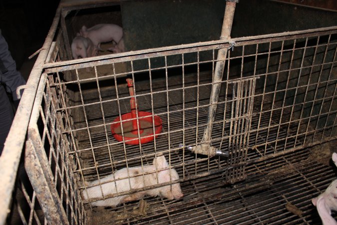 Dead weaner piglet in corner of cage