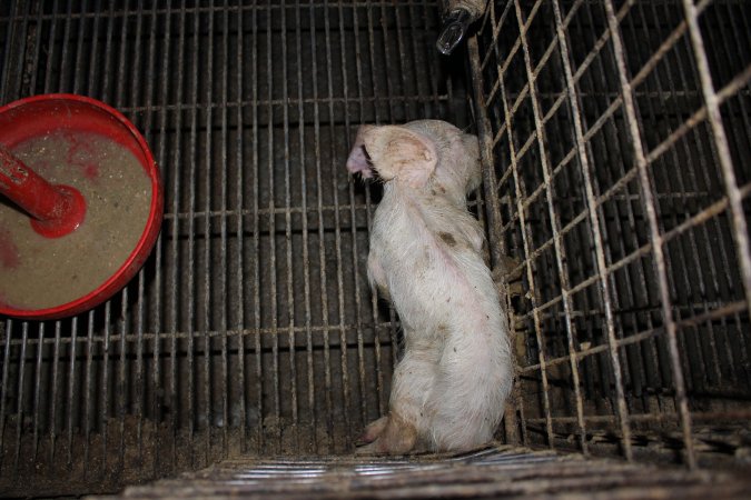 Dead weaner piglet in corner of cage