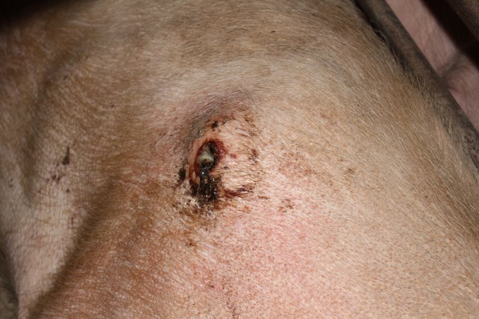 Wound on sow's side