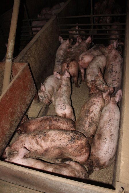 Grower pigs packed together