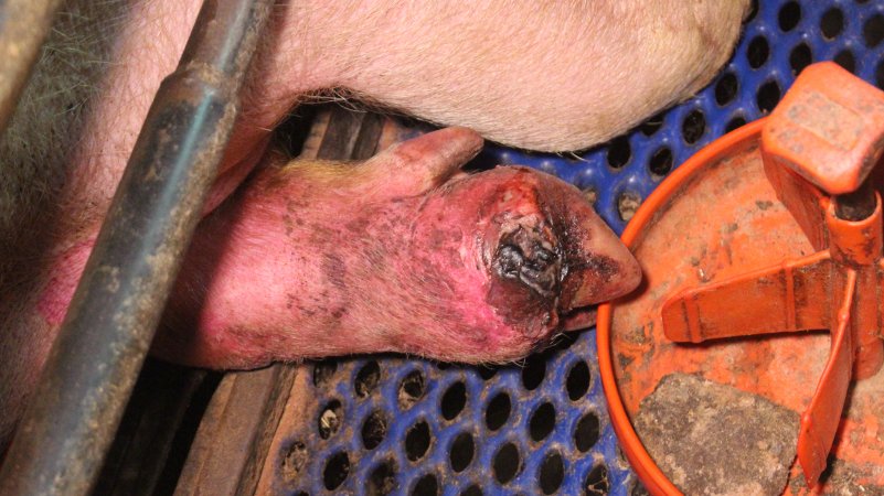 Sow with foot/hoof wound