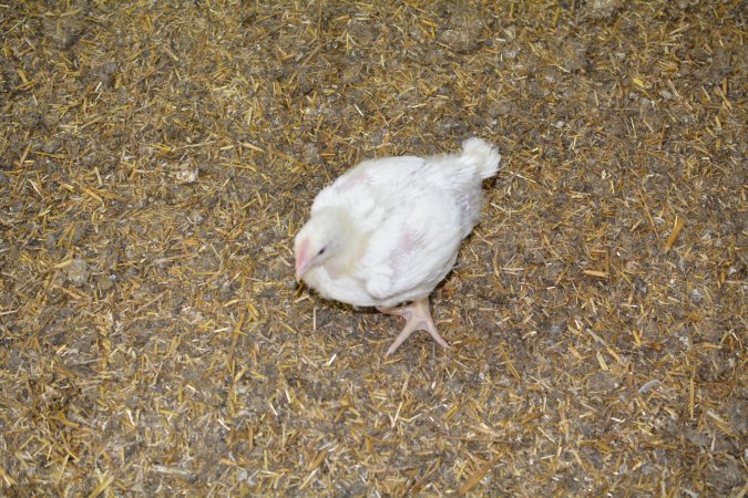 Young broiler chickens, 3 week age estimate