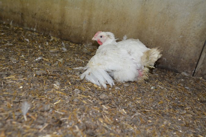 Broiler (meat) Chickens approx 6 weeks