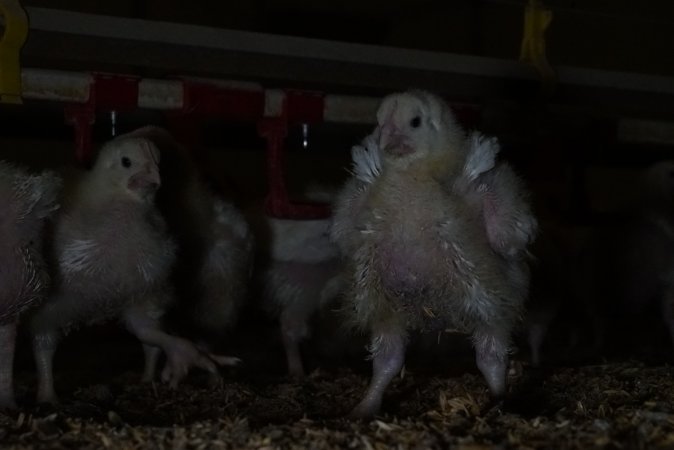 Broiler (meat) chickens approx 2 weeks