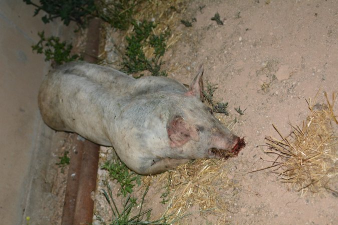 Dead grower pig from eco sheds