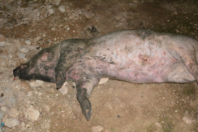 Dead pig outside grower sheds