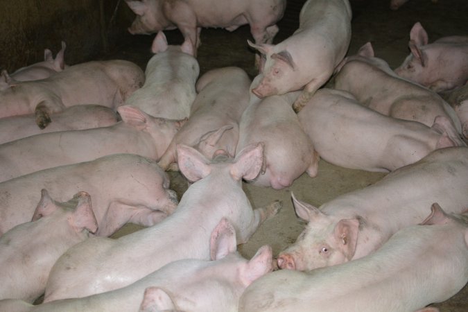 Grower pigs