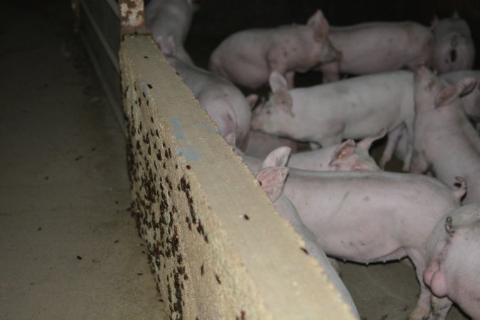 Dead pig outside grower sheds