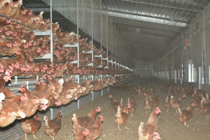 Cage free egg farm