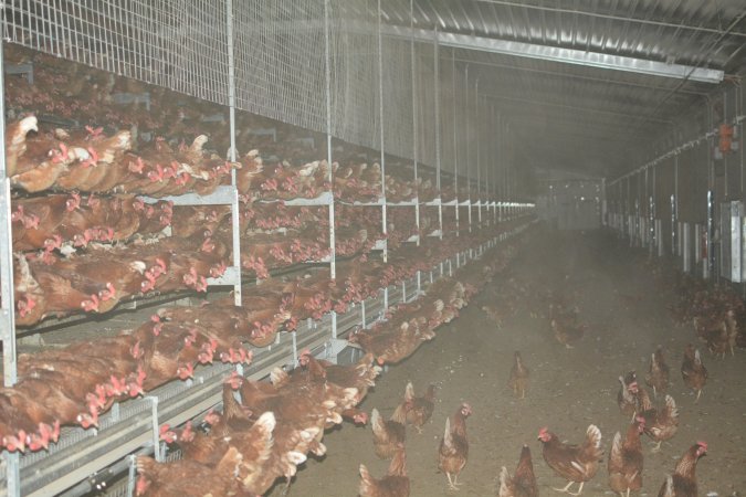 Cage free egg farm