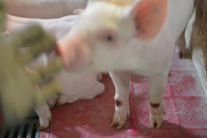 Piglet in farrowing crates