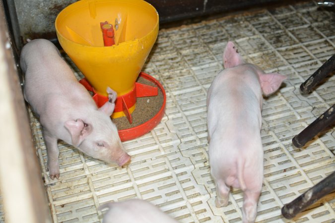 Piglets in farrowing crates