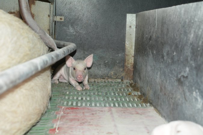 Unwell piglet in farrowing crates