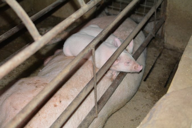 Piglets sleeping on mother farrowing crates