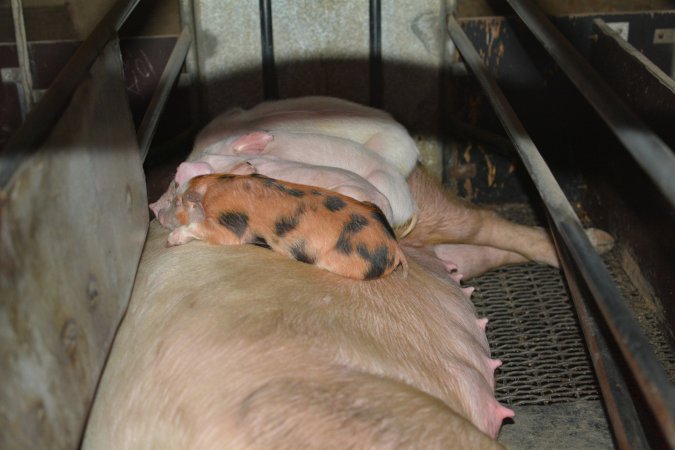 Piglets sleeping on their mother