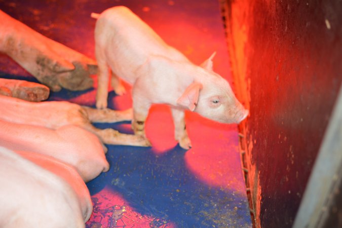 Piglet in farrowing crates