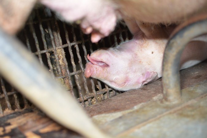 Dead piglet in farrowing crates