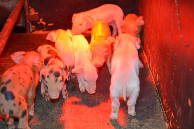 Piglets in farrowing crates