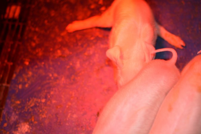 Splayed piglet in farrowing crates