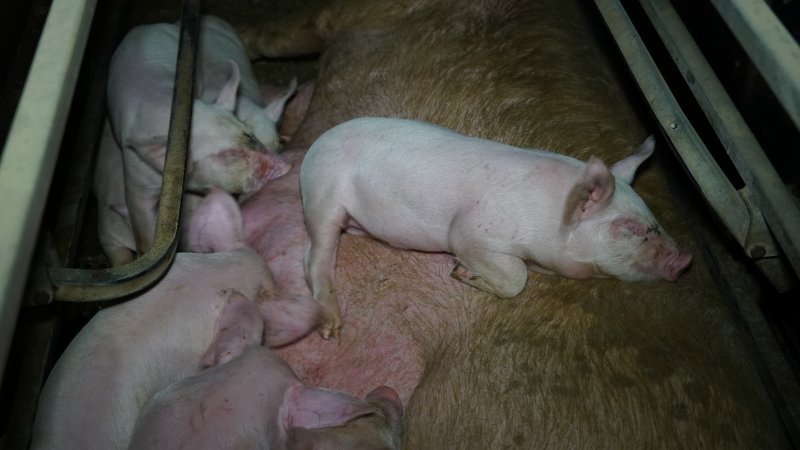 Piglet sleeping on mother