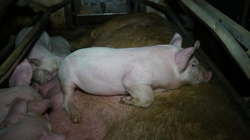 Piglet sleeping on mother