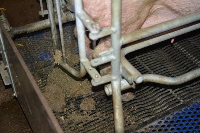 Pig farm filth
