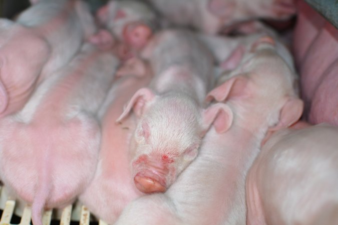 Piglets in farrowing crate