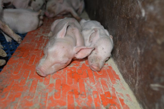 Piglets in farrowing crate
