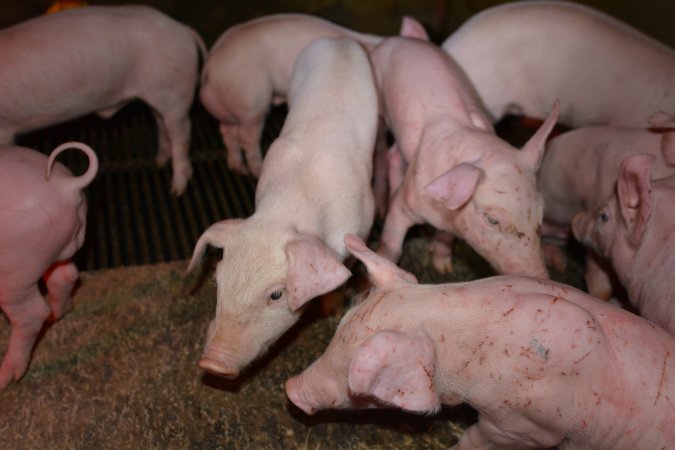 Agression injuries on piglets