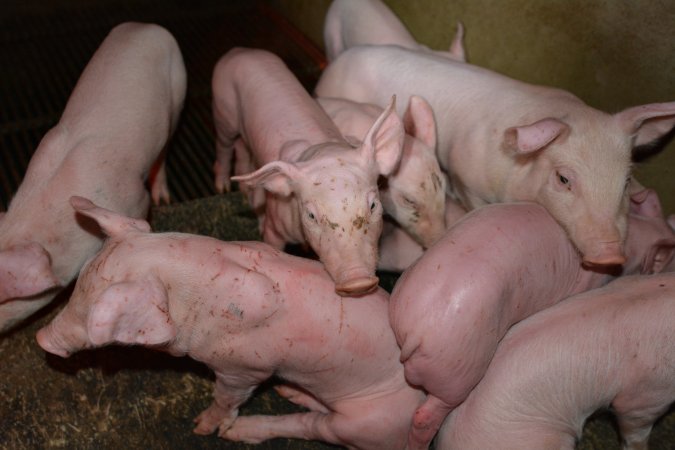 Agression injuries on piglets