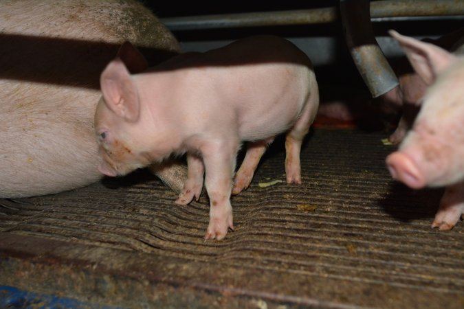 Piglet in farrowing crate