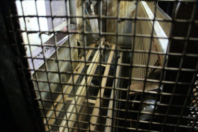 Gas chamber at Corowa slaughterhouse