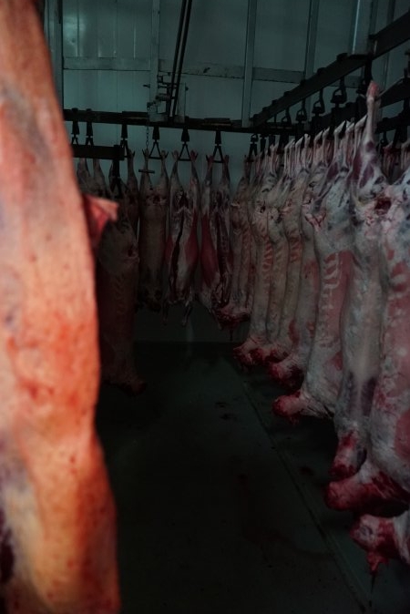 Carcasses in slaughterhouse chiller room