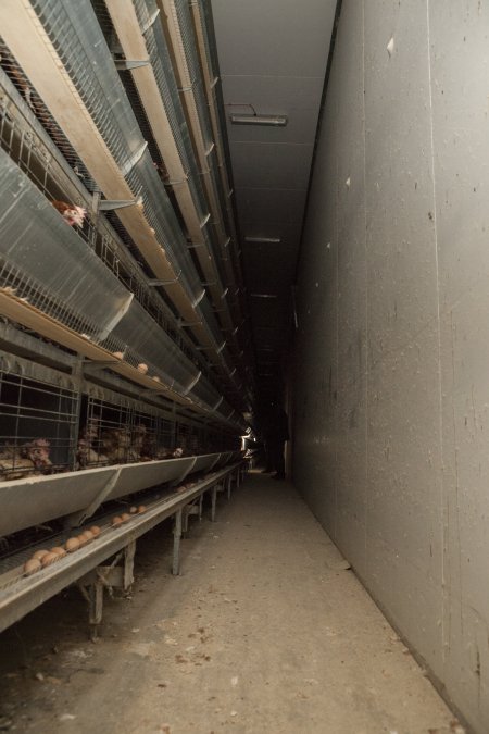 Activists filming hens in battery cages