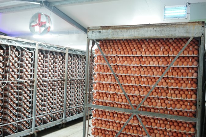 Eggs in cool room prior to incubation