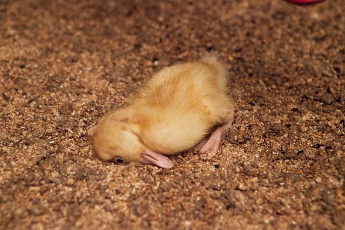 Dead or unwell duckling