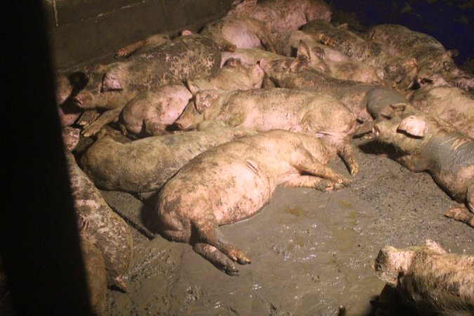 Pigs sleeping in waste
