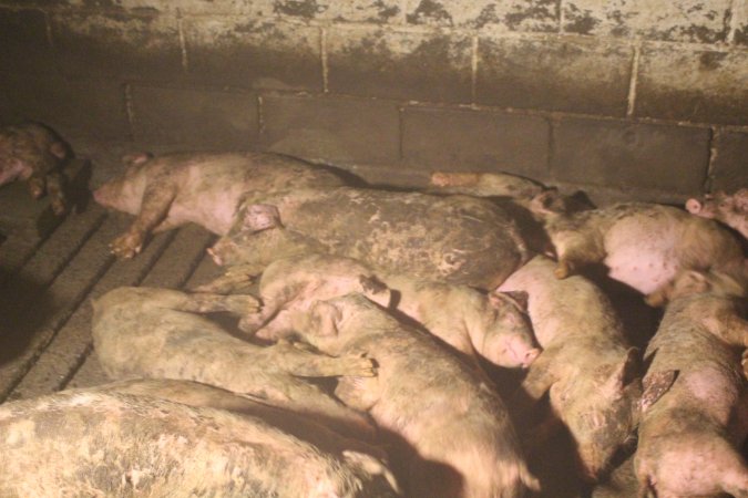 Pigs huddled and sleeping together in their own waste