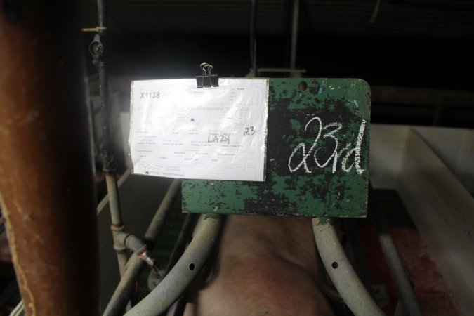 Clipboard of the sows details