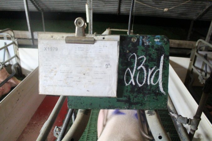 Clipboard of the sows details