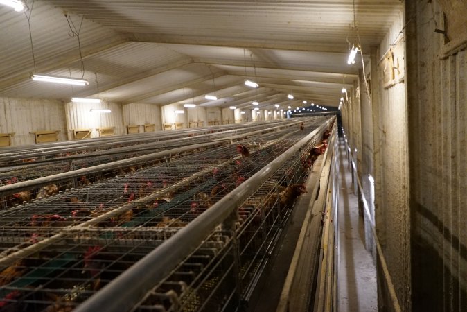 Battery cages