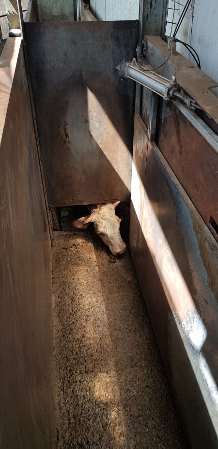 Cow looking under door into knockbox